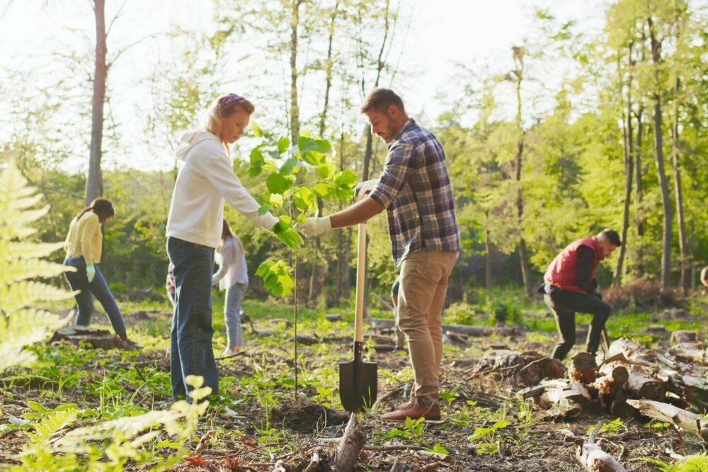 Caucasian man and woman environmental volunteers planting trees together and with multicultural people at the background. Reforestation concept Caucasian man and woman environmental volunteers planting trees together and with multicultural people at the background. Reforestation concept