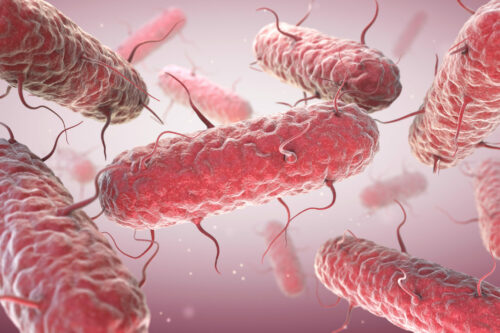 Enterobacteria. Enterobacteriaceae are a large family of Gram-negative bacteria. 3D illustration