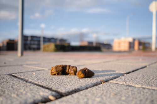 Close-up of a dog poop in the middle of the sidewalk with a blurred city in the background at dawn. Concept of hygiene and citizen responsibility of pet owners